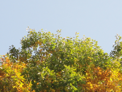 f:id:hatekota810:20131107202141j:image