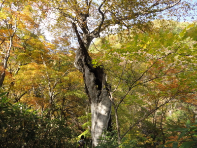 f:id:hatekota810:20131107203501j:image