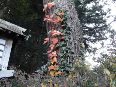 f:id:hatekota810:20131112194903j:image