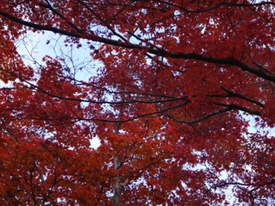 f:id:hatekota810:20131114191836j:image