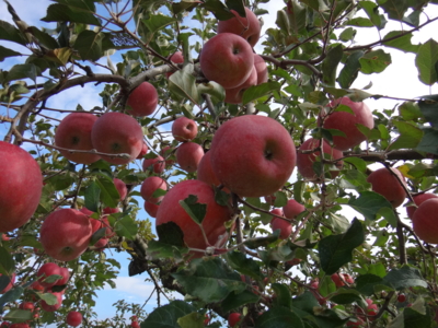 f:id:hatekota810:20131114192507j:image