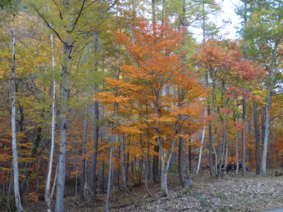 f:id:hatekota810:20131116193804j:image