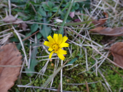 f:id:hatekota810:20131116195221j:image