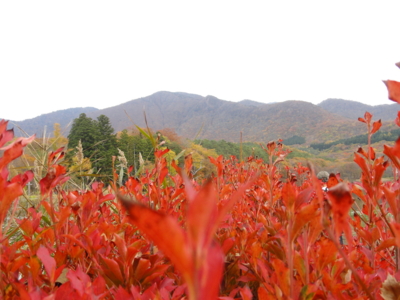 f:id:hatekota810:20131117193506j:image