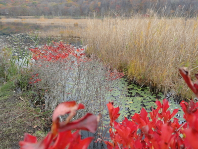 f:id:hatekota810:20131117194308j:image