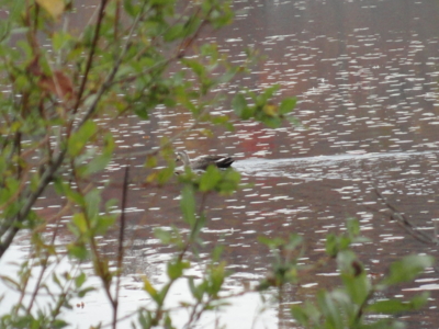 f:id:hatekota810:20131118201341j:image