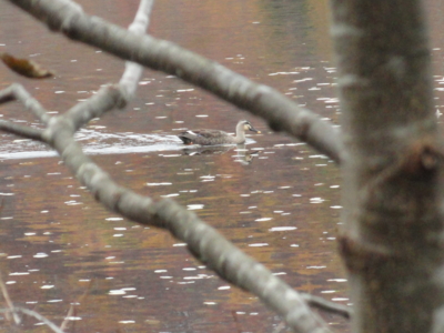 f:id:hatekota810:20131119105049j:image