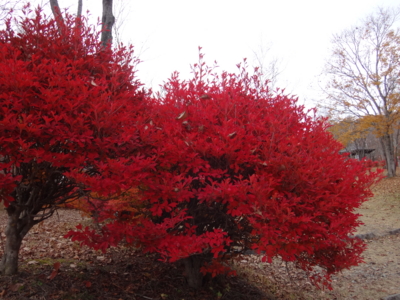 f:id:hatekota810:20131119111122j:image