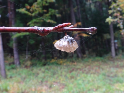 f:id:hatekota810:20131129194804j:image