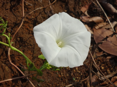 f:id:hatekota810:20131201181824j:image
