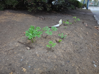 f:id:hatekota810:20131202193549j:image