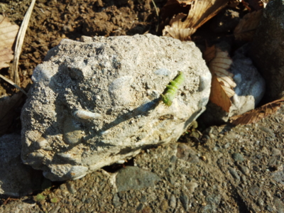 f:id:hatekota810:20131202194120j:image