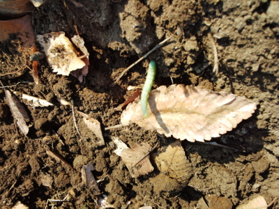 f:id:hatekota810:20131202194444j:image