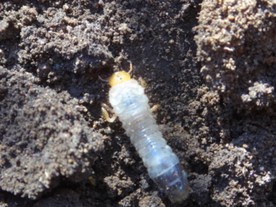 f:id:hatekota810:20131202195528j:image