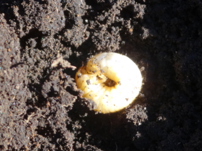 f:id:hatekota810:20131202195854j:image