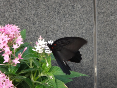 f:id:hatekota810:20131206202639j:image f:id:hatekota810:20131206202639j:image