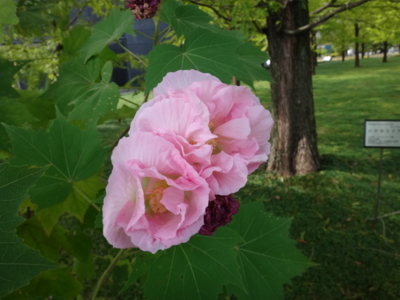 f:id:hatekota810:20131208194055j:image