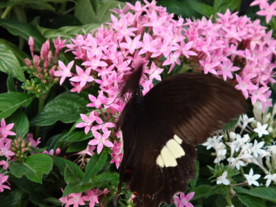 f:id:hatekota810:20131208194648j:image