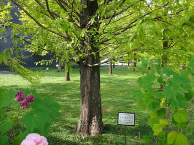 f:id:hatekota810:20131208195247j:image