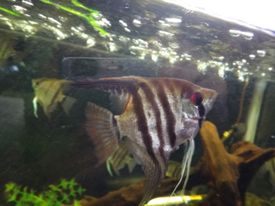 f:id:hatekota810:20131210193423j:image