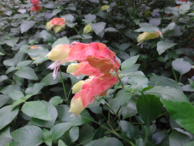 f:id:hatekota810:20131210193748j:image