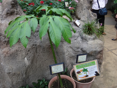 f:id:hatekota810:20131210194254j:image