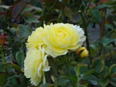 f:id:hatekota810:20131211192318j:image