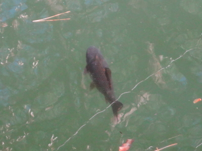 f:id:hatekota810:20131223160707j:image