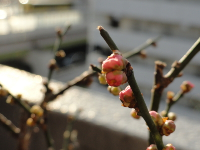 f:id:hatekota810:20140103172543j:image