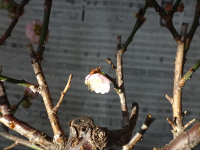 f:id:hatekota810:20140112195824j:image