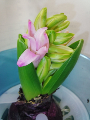 f:id:hatekota810:20140123195224j:image