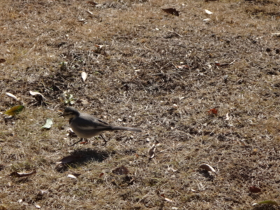 f:id:hatekota810:20140219193435j:image