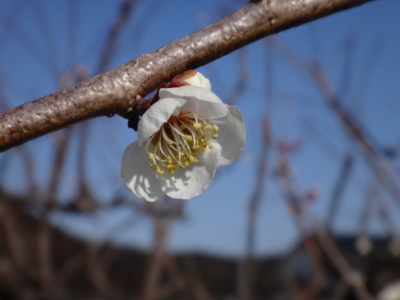 f:id:hatekota810:20140304193939j:image