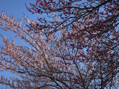 f:id:hatekota810:20140304194551j:image