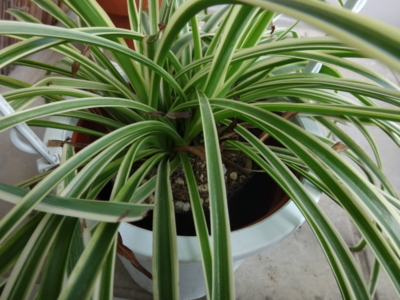 f:id:hatekota810:20140305201359j:image