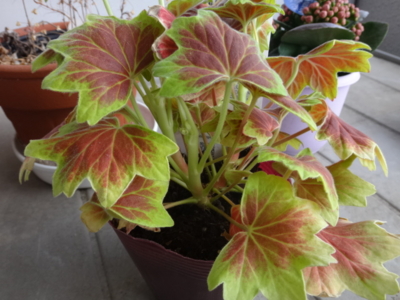 f:id:hatekota810:20140305201512j:image