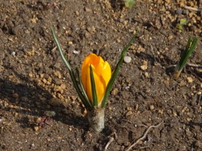 f:id:hatekota810:20140312184351j:image