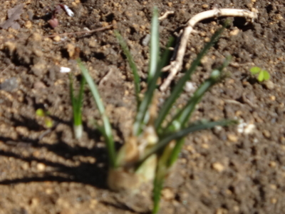 f:id:hatekota810:20140312184554j:image