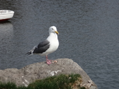 f:id:hatekota810:20140429150946j:image