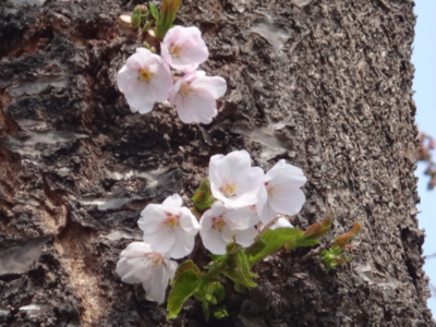 f:id:hatekota810:20140502194258j:image