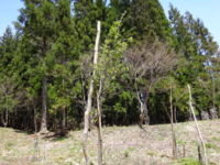 f:id:hatekota810:20140508193500j:image