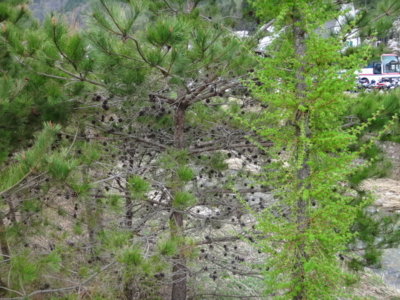 f:id:hatekota810:20140509194925j:image