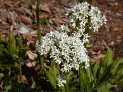 f:id:hatekota810:20140509195110j:image