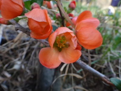 f:id:hatekota810:20140511180233j:image