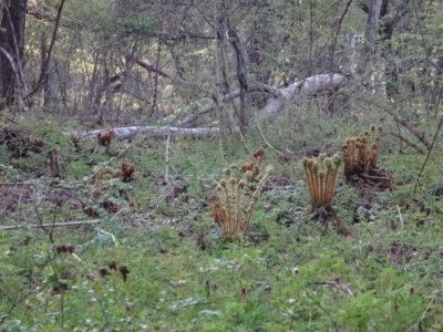 f:id:hatekota810:20140511181928j:image