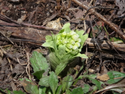 f:id:hatekota810:20140514185025j:image