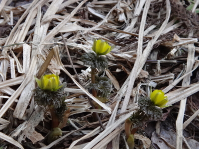 f:id:hatekota810:20140514185134j:image