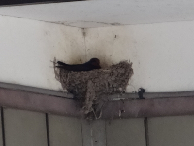 f:id:hatekota810:20140514185203j:image