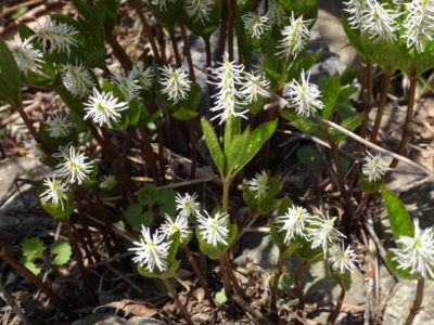 f:id:hatekota810:20140517194617j:image