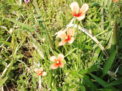 f:id:hatekota810:20140518193151j:image